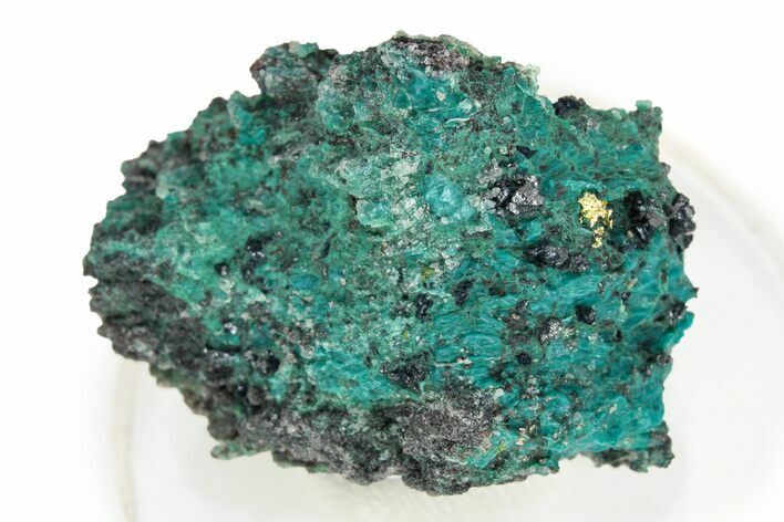 Native Gold Formation in Shattuckite - Namibia #244365